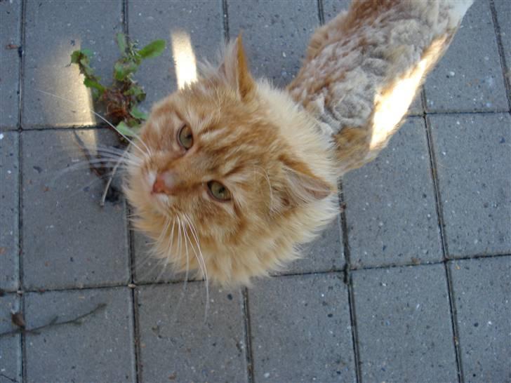 Huskat Frantz Ferdinan  - Da Frantz fik klumper i pelsen og blev nød til at blive barberet. han nød det, for det var nemlig varmt :b billede 3