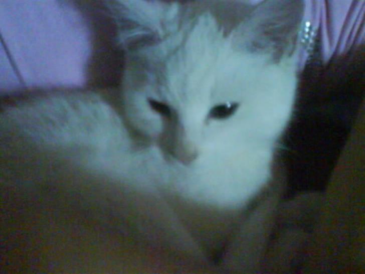 Blanding af racer Snebold - Miin Skat<´33 billede 2