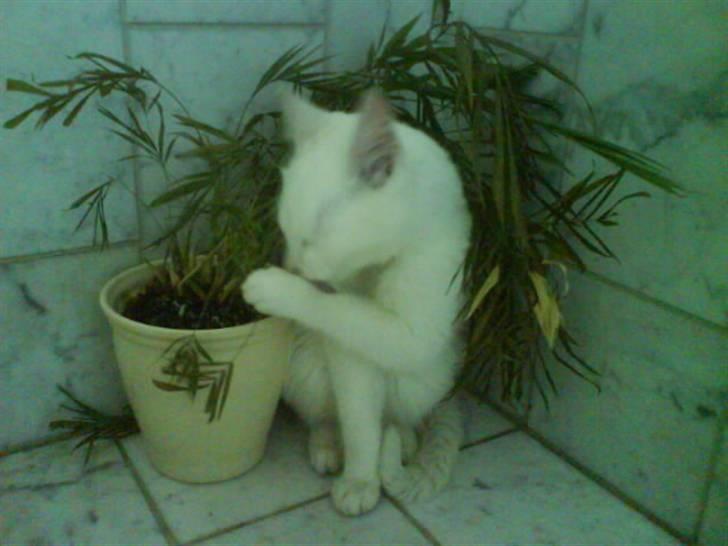 Blanding af racer Snebold - Han slikker sig lige tren xD billede 3