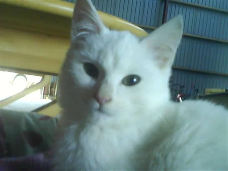 Blanding af racer Snebold - Nuur...<3 billede 4