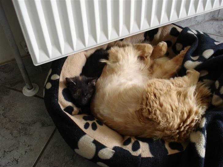 Huskat Frantz Ferdinan  - Frantz & Lisa der sover <3 billede 5