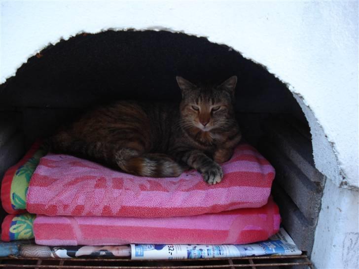 Huskat Pippi Amalie - Pippi nyder en sommerdag i sin lille hule <3 billede 1