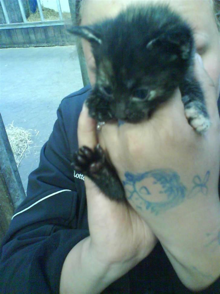 Huskat Lisa  - Lisa som baby <3 billede 1