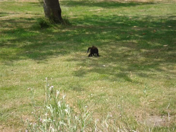 Huskat Lisa  - Lisa ude i naturen for første gang :D billede 2