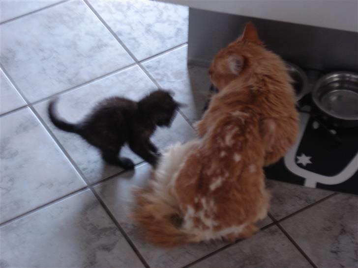 Huskat Lisa  - Hun ville ikke lade stakkels Frantz spise sin mad :b billede 3