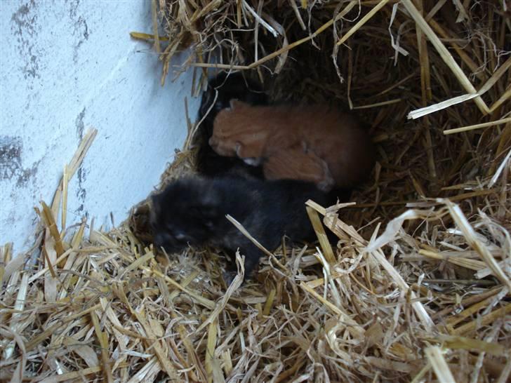 Huskat Lisa  - Lisa og hedes søskende da de ikke havde fået øjne endnu <3 billede 4