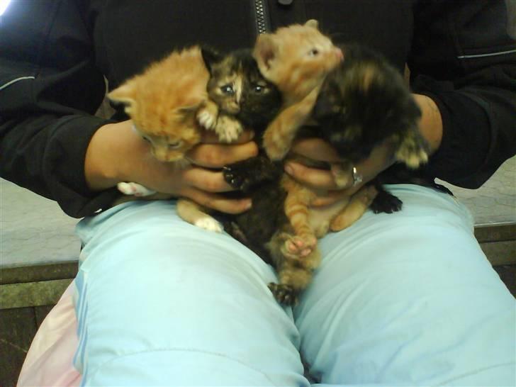 Huskat Lisa  - De dejlige små pus billede 5