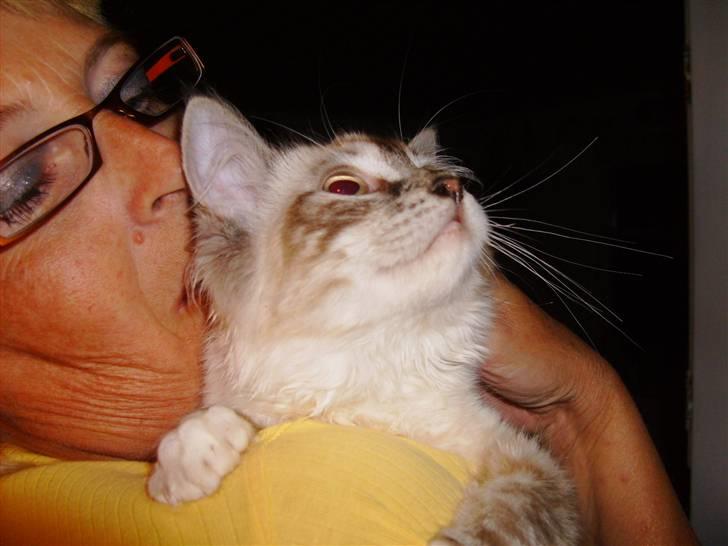 Ragdoll Tinka  - Tinka  og moar billede 1