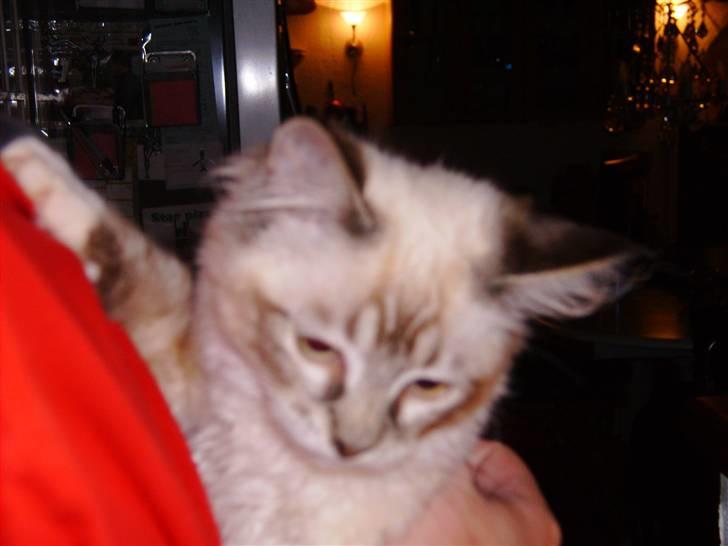 Ragdoll Tinka  - Tinka  er ligwe kommet hjem og få en masse trøst da hun snotter  billede 2