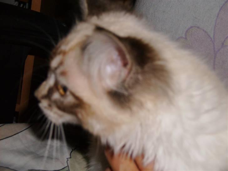 Ragdoll Tinka  - Tinka   holder lige øje med om der sker noget farligt  billede 3