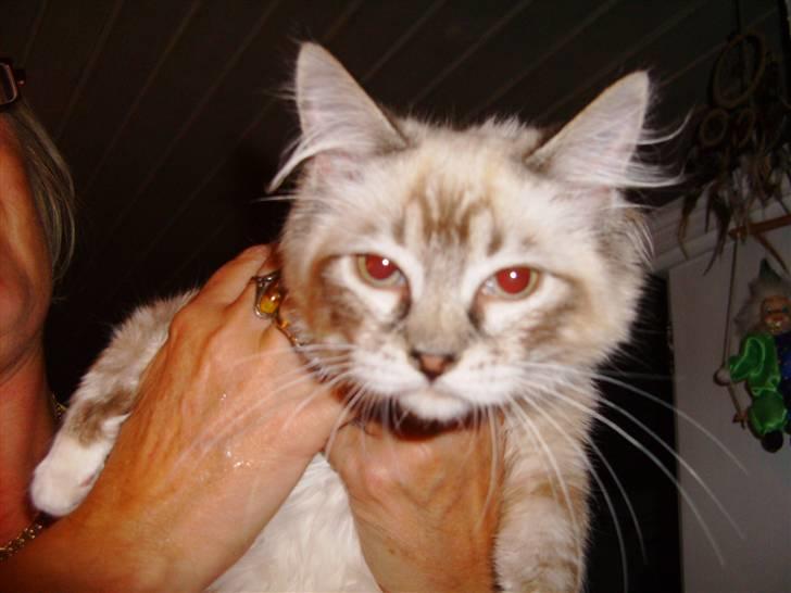 Ragdoll Tinka  - Tinka  er lige kommet hjem og er meget syg billede 4