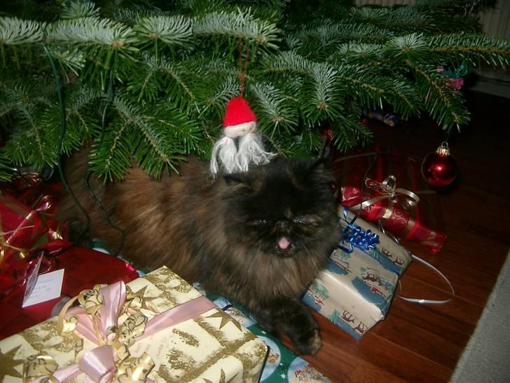 Perser Sasja - JUL JUL JUL billede 19