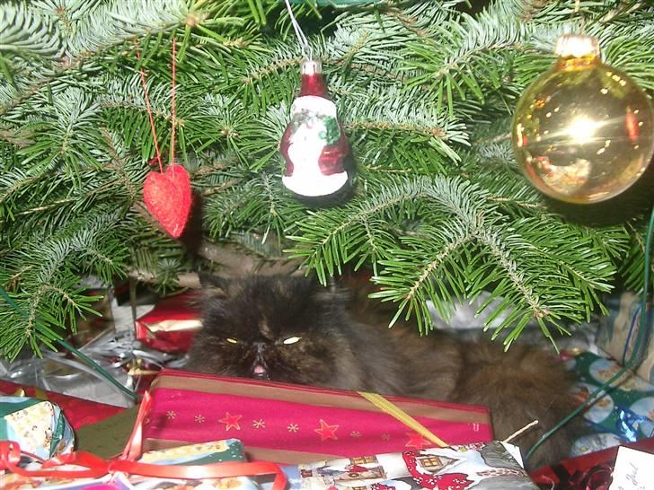 Perser Sasja - JUL JUL JUL billede 20