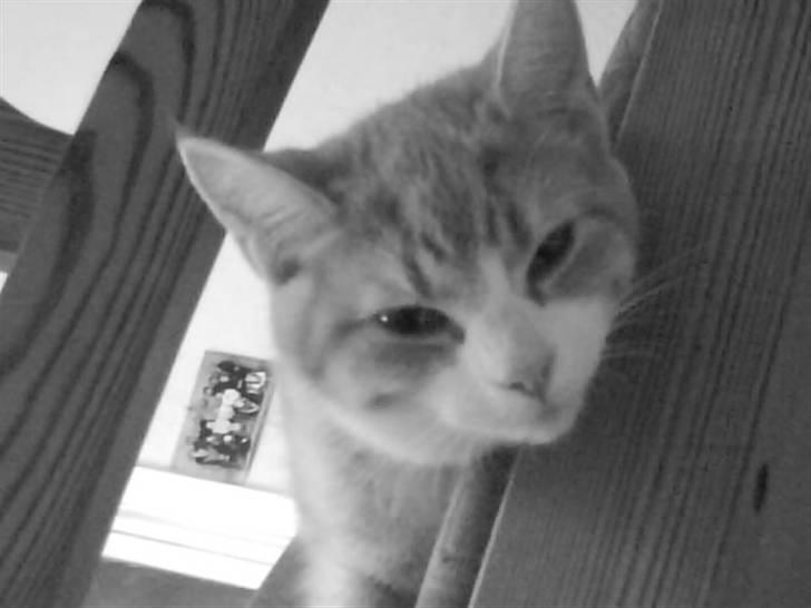 Blanding af racer Phoenix (R.I.P 5/7-09) - Putte!<3 billede 1