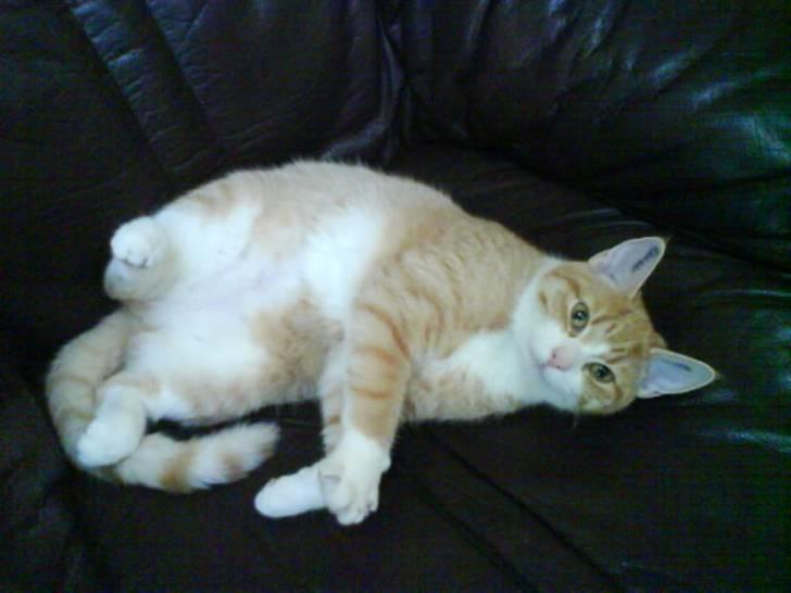 Blanding af racer Phoenix (R.I.P 5/7-09) billede 2