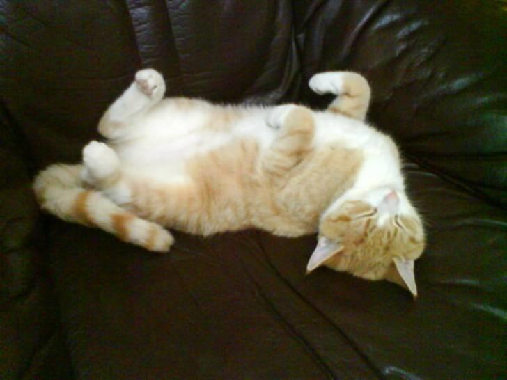 Blanding af racer Phoenix (R.I.P 5/7-09) billede 3