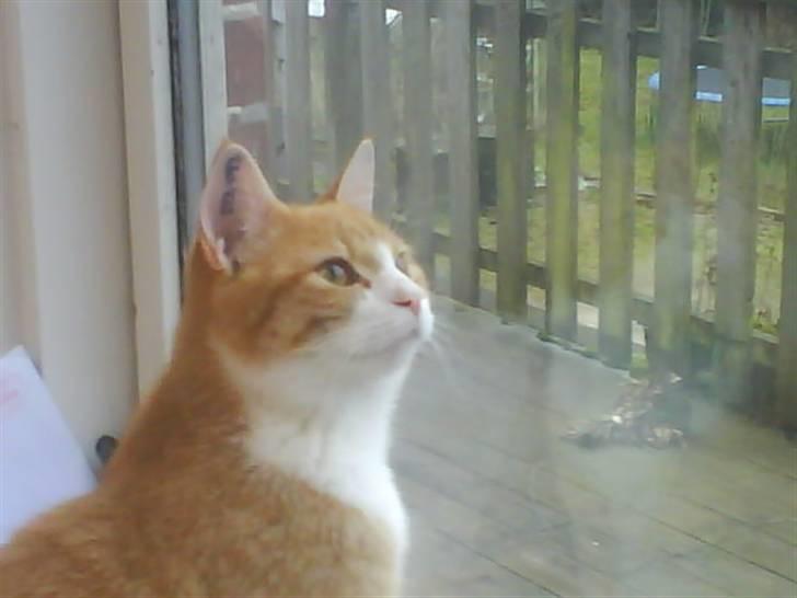 Blanding af racer Phoenix (R.I.P 5/7-09) - "Er der noget spændende derude?" billede 4