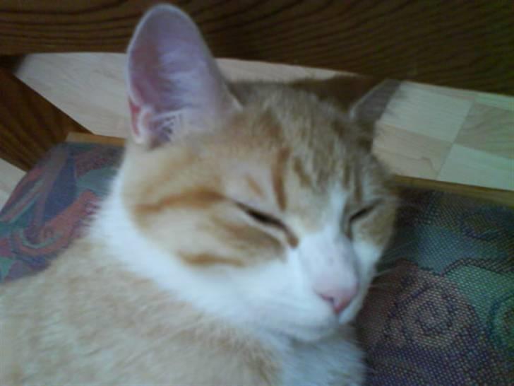 Blanding af racer Phoenix (R.I.P 5/7-09) billede 5