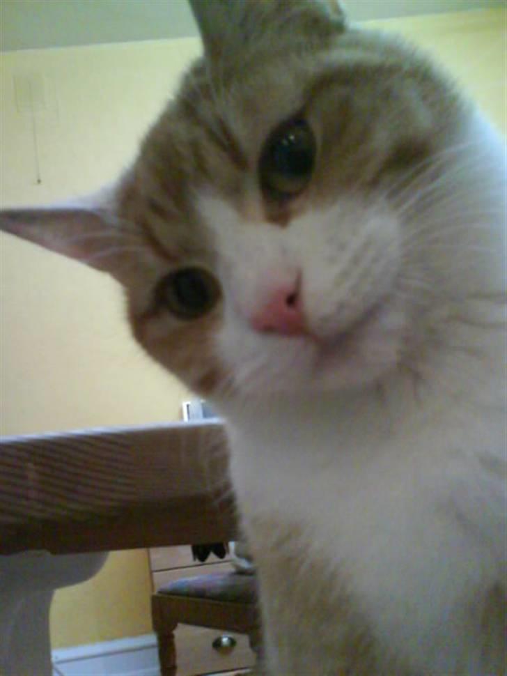 Blanding af racer Phoenix (R.I.P 5/7-09) - Fjolle? (: billede 6