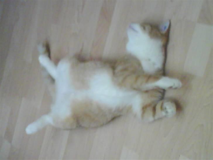 Blanding af racer Phoenix (R.I.P 5/7-09) billede 7