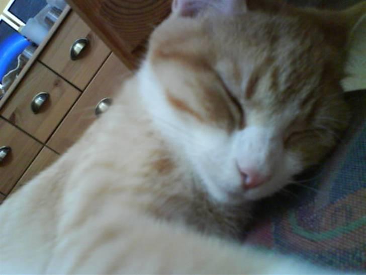 Blanding af racer Phoenix (R.I.P 5/7-09) billede 8