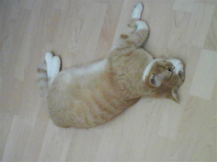 Blanding af racer Phoenix (R.I.P 5/7-09) billede 9