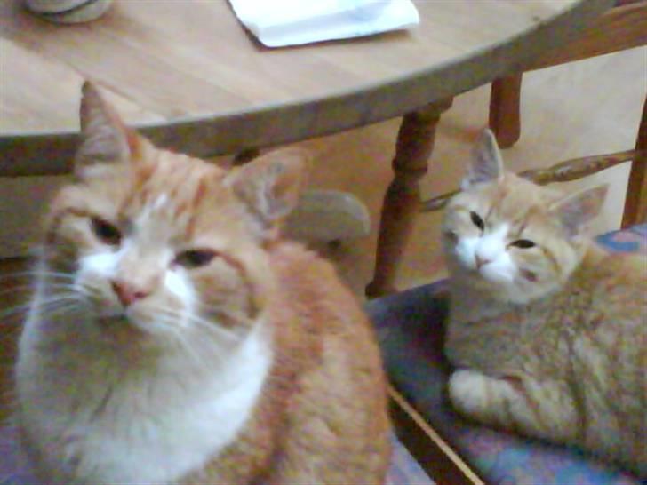 Blanding af racer Phoenix (R.I.P 5/7-09) - Kæresteparret! <3 billede 10