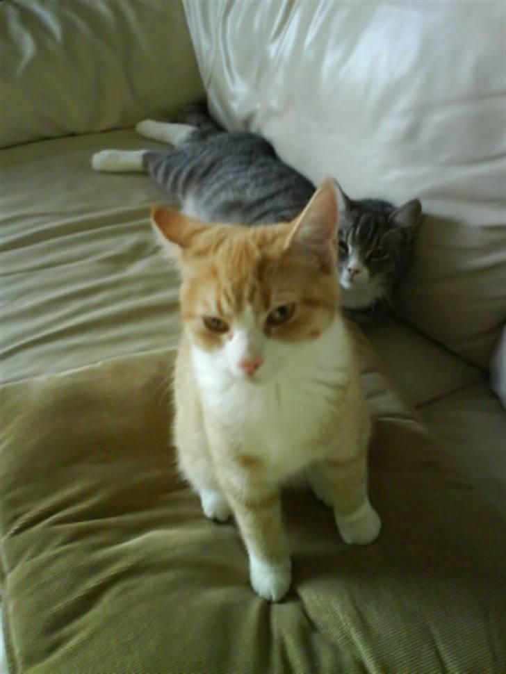 Blanding af racer Phoenix (R.I.P 5/7-09) billede 11