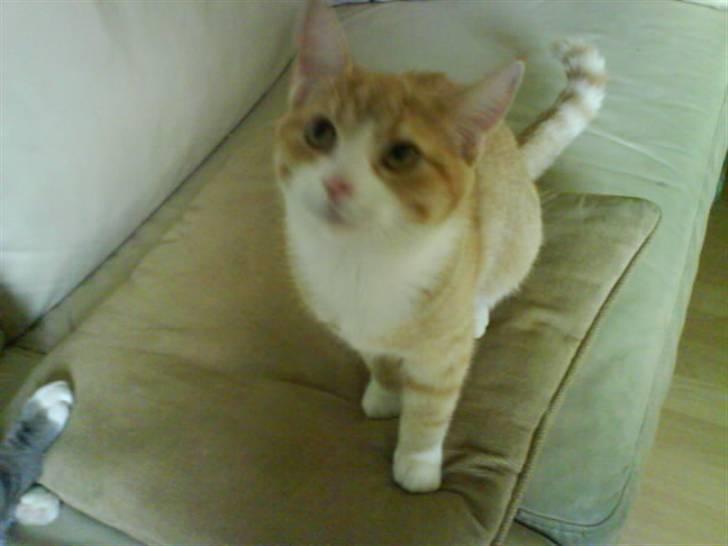 Blanding af racer Phoenix (R.I.P 5/7-09) billede 12