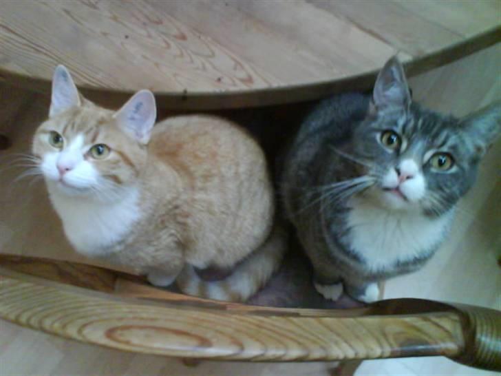 Blanding af racer Phoenix (R.I.P 5/7-09) - Bror og Søster <3 billede 13