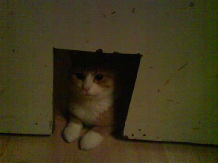 Blanding af racer Phoenix (R.I.P 5/7-09) - Hendes gemmested (; billede 14