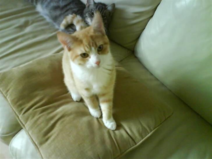 Blanding af racer Phoenix (R.I.P 5/7-09) billede 15