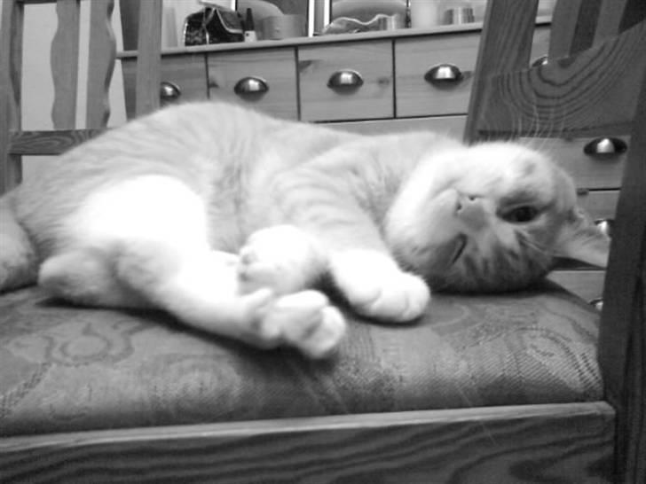 Blanding af racer Phoenix (R.I.P 5/7-09) billede 16