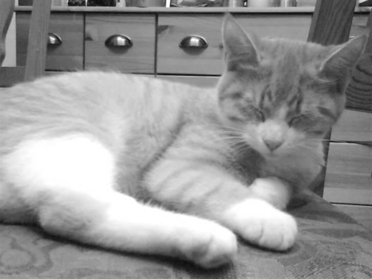 Blanding af racer Phoenix (R.I.P 5/7-09) billede 17