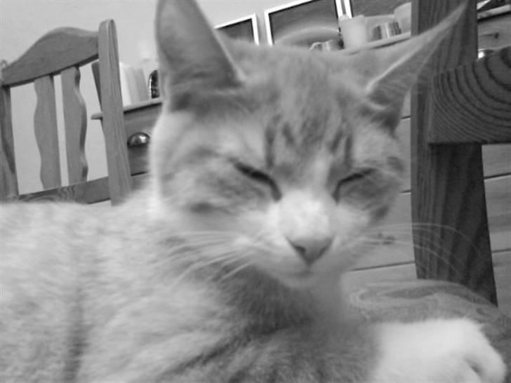 Blanding af racer Phoenix (R.I.P 5/7-09) billede 18