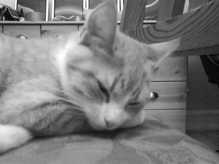 Blanding af racer Phoenix (R.I.P 5/7-09) billede 19