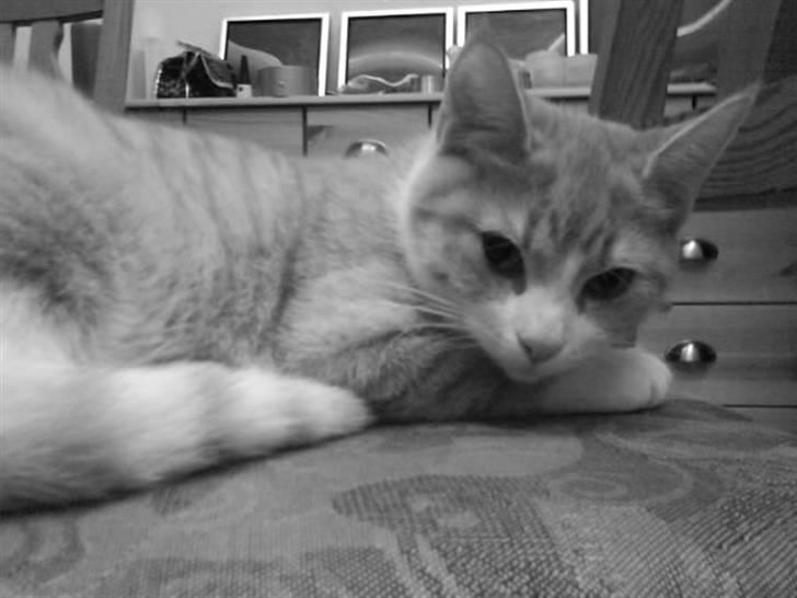 Blanding af racer Phoenix (R.I.P 5/7-09) billede 20