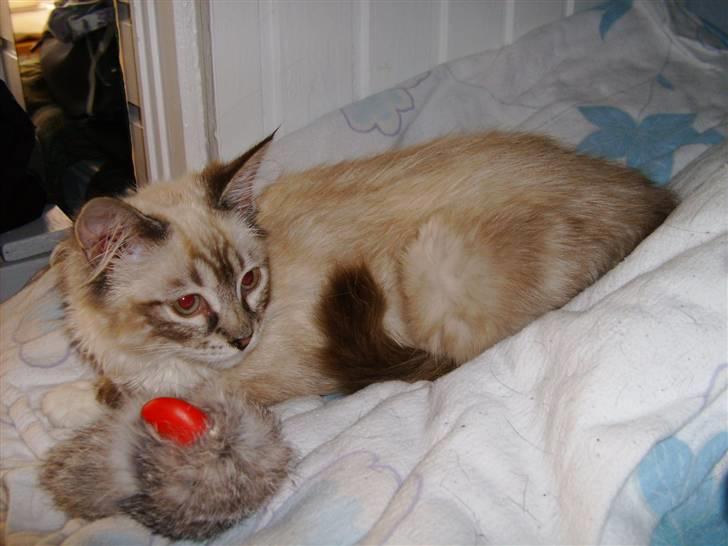 Ragdoll Tinka  - Tinka   holder lige øje med om der sker noget farligt  billede 5