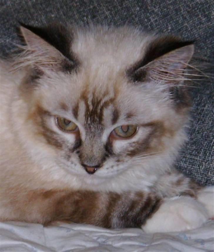 Ragdoll Tinka  - Tinka billede 6