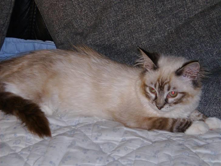 Ragdoll Tinka  - Tinka slapper af billede 7