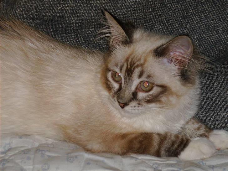 Ragdoll Tinka  - er jeg ikke skøn? billede 8