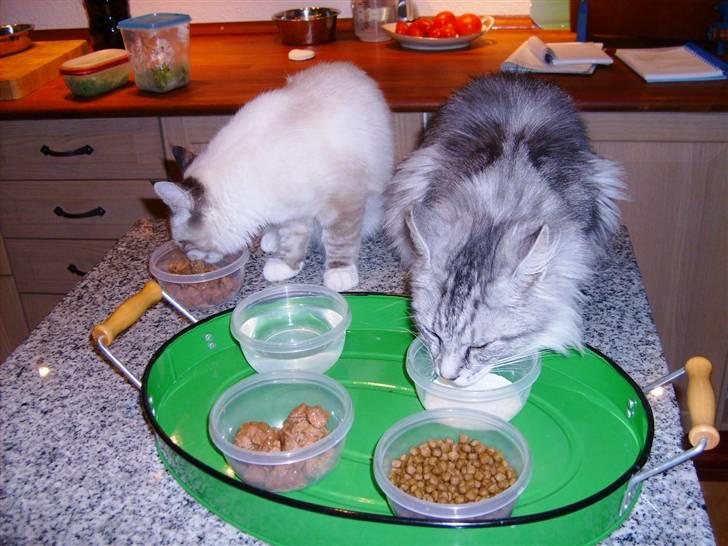 Ragdoll Tinka  - som venner skal vi dele billede 9