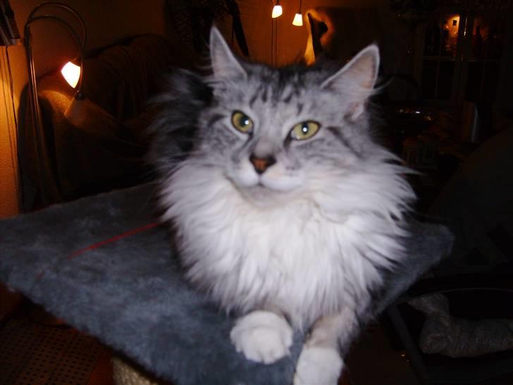 Ragdoll Tinka  - jeg ved godt jeg er skøn :) billede 10