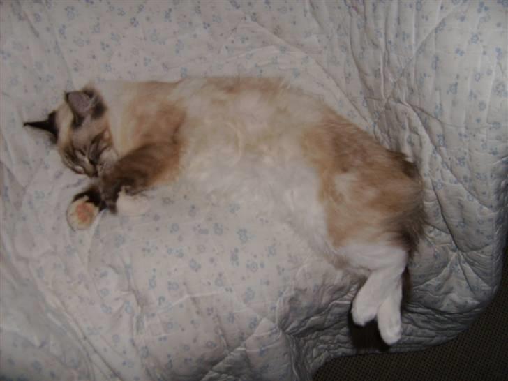 Ragdoll Tinka  - Tinka slapper bare helt af her billede 11