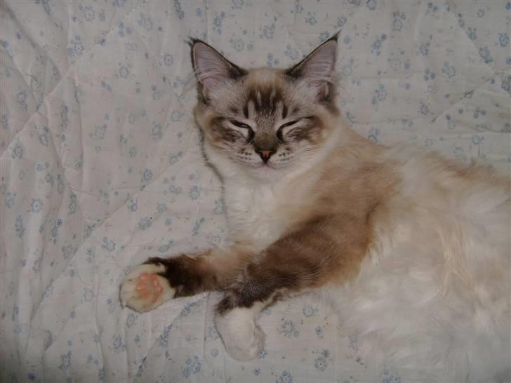 Ragdoll Tinka  - hvad sker her? billede 12