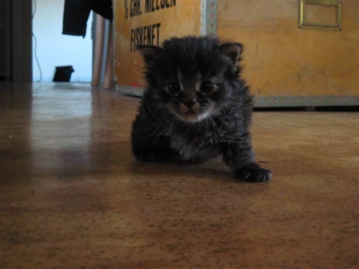 Blanding af racer Lille Miv billede 1