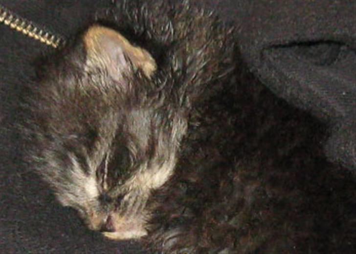 Blanding af racer Lille Miv billede 2