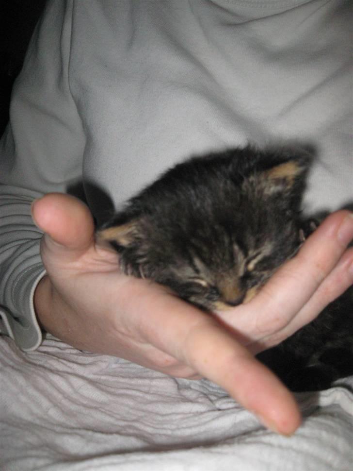 Blanding af racer Lille Miv billede 3