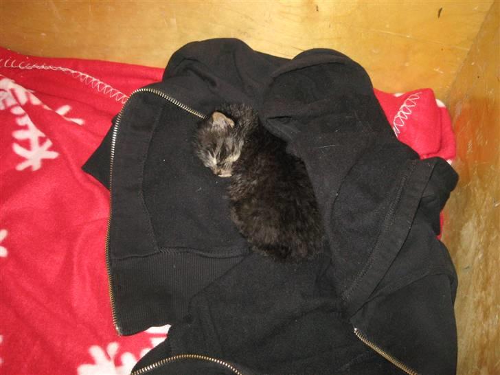 Blanding af racer Lille Miv billede 4