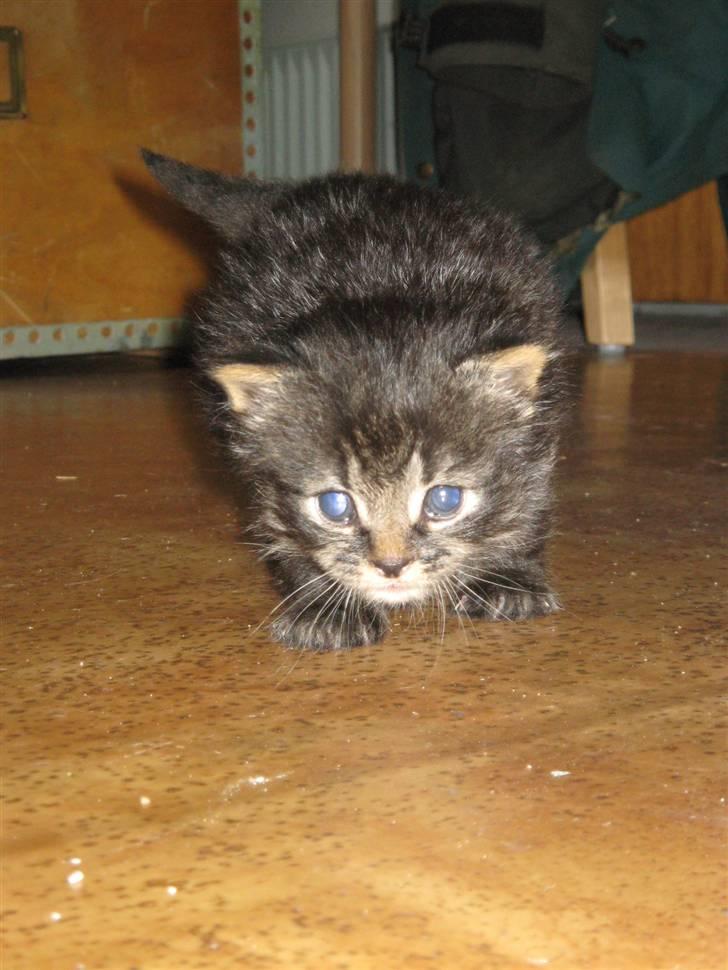 Blanding af racer Lille Miv billede 5